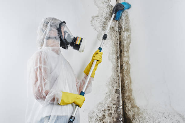 Best Mold Remediation for Specific Building Types in Duryea, PA